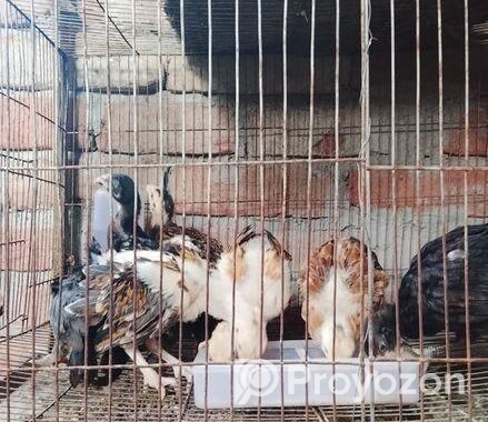 ফাইটার মুরগীর বাচ্চা বিক্রি হবে