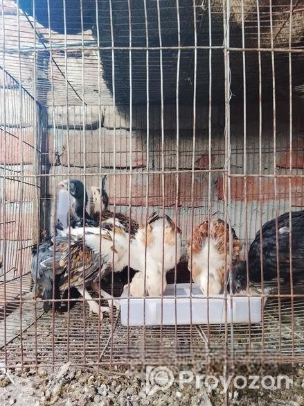 ফাইটার মুরগীর বাচ্চা বিক্রি হবে