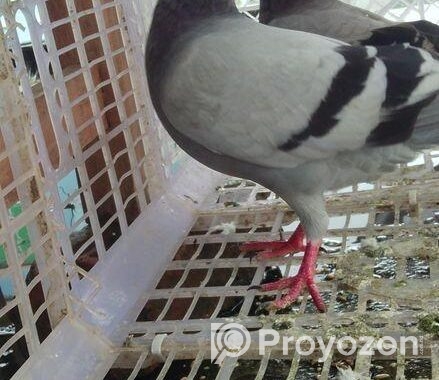 রেসার কবুতর বিক্রি করা হবে