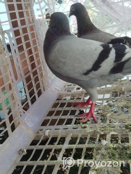 রেসার কবুতর বিক্রি করা হবে