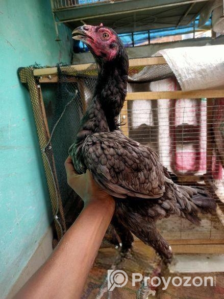 ইন্ডিয়ান কাগার লাইনের আসিল মুরগি