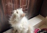 Parshiyan Cat (female )