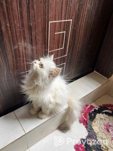 Parshiyan Cat (female )