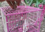 Budgerigar sell