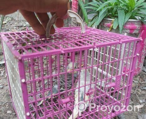 Budgerigar sell