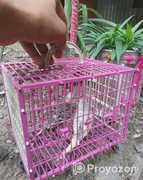 Budgerigar sell
