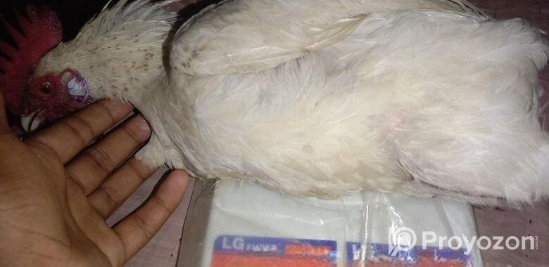 দেশি মোরক প্রাপ্ত বয়স্ক