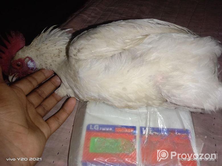 দেশি মোরক প্রাপ্ত বয়স্ক