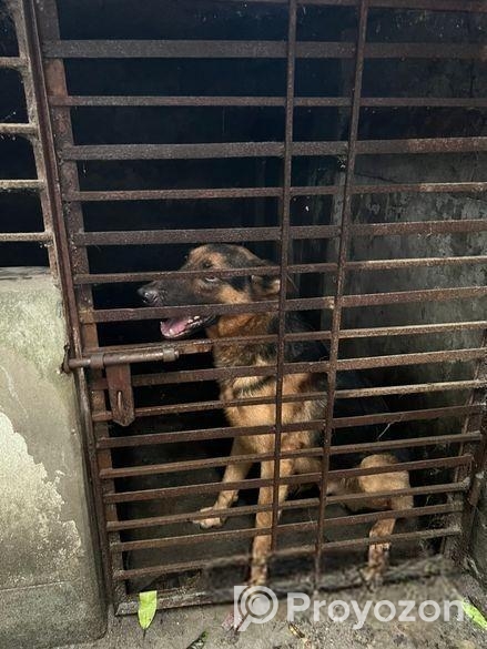 জার্মান শেপার্ড German shepherd