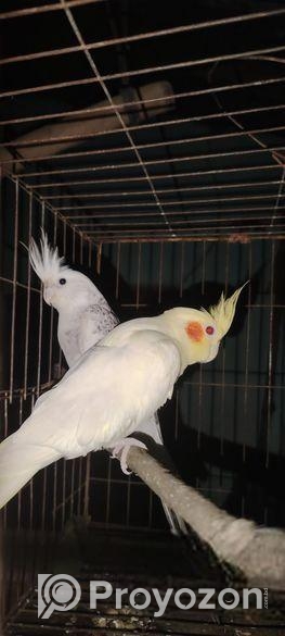 জোড়া রানিং ককাটেল পাখি ডিম বাচ্চা