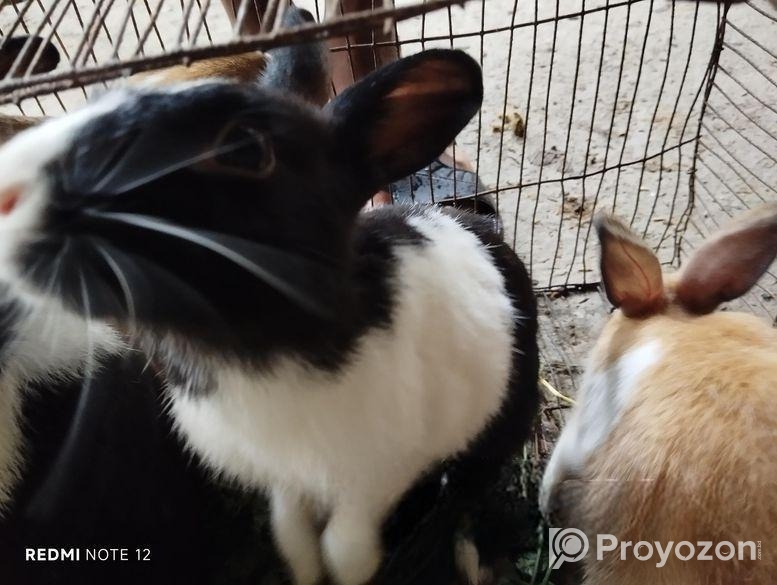 খুব সুন্দর লাল কালো দুই জোড়া খরগোশ সেল