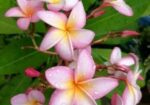 কমন পিংক কাঠগোলাপ শুধু চারা (শিকর সহ)