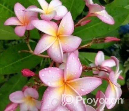 কমন পিংক কাঠগোলাপ শুধু চারা (শিকর সহ)
