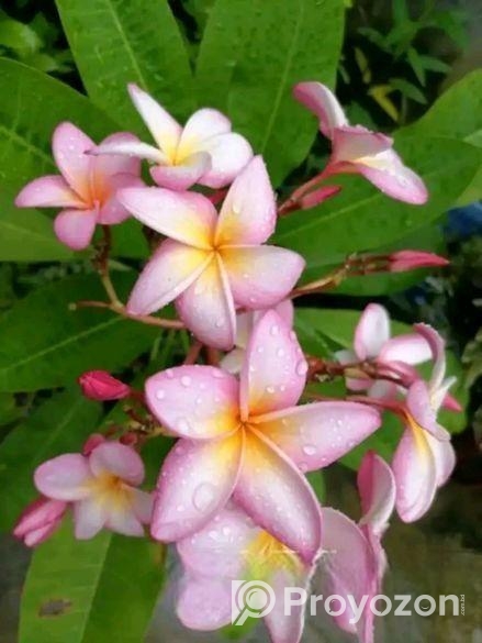 কমন পিংক কাঠগোলাপ শুধু চারা (শিকর সহ)