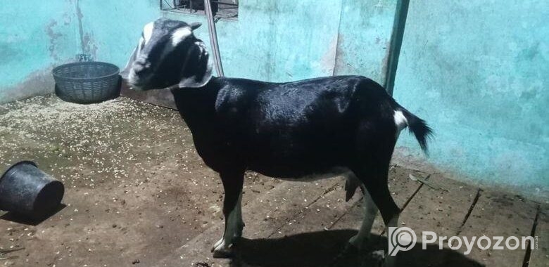 ছাগল বিক্রি
