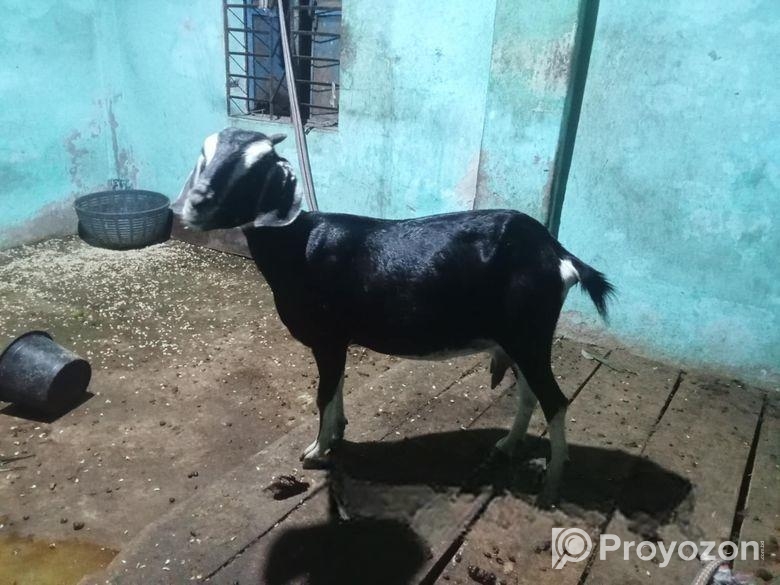 ছাগল বিক্রি