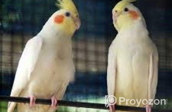 Cockatiel Bird ( Red Eyes)