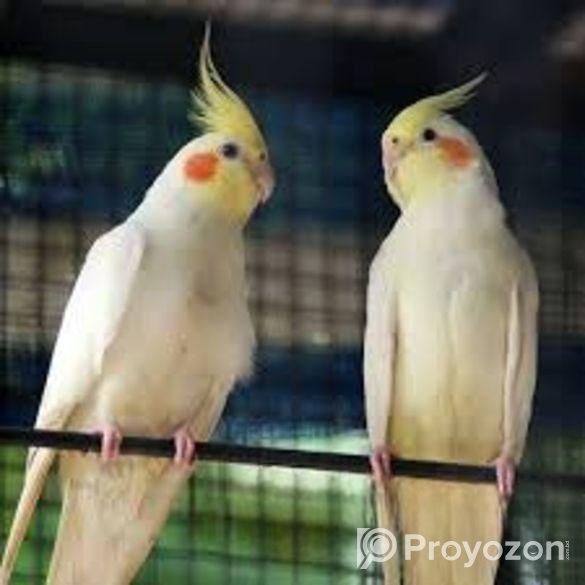 Cockatiel Bird ( Red Eyes)
