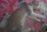 Cat For Sell