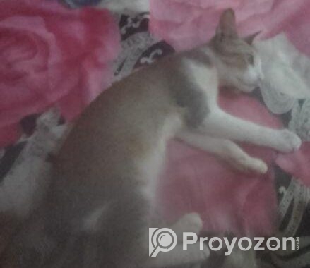 Cat For Sell