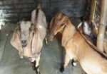 উন্নত জাতের খাশি ছাগল বিক্রি করা হবে
