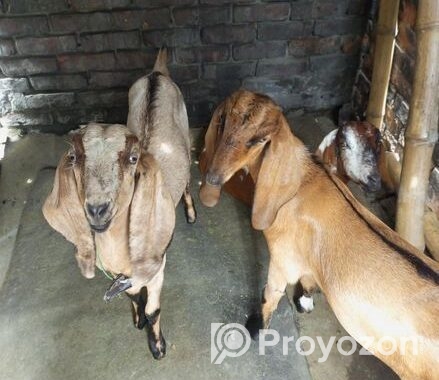 উন্নত জাতের খাশি ছাগল বিক্রি করা হবে