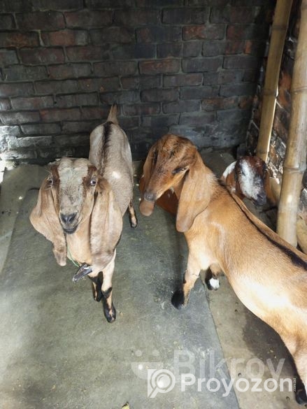 উন্নত জাতের খাশি ছাগল বিক্রি করা হবে