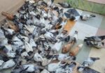 অল্প দামে কবুতরগুলো বিক্রি করা হবে