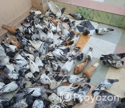 অল্প দামে কবুতরগুলো বিক্রি করা হবে