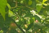 করমচা বিক্রয় করা হবে
