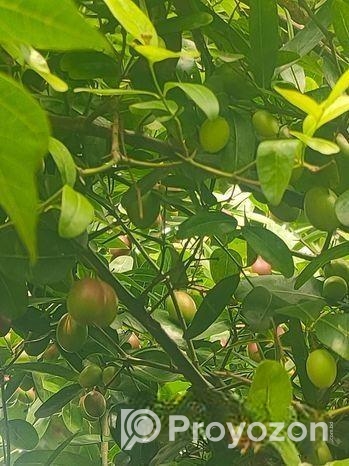 করমচা বিক্রয় করা হবে