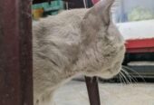 Persian Breed Male Adoption