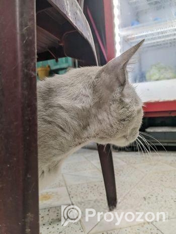 Persian Breed Male Adoption