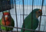 Love Bird For Sell