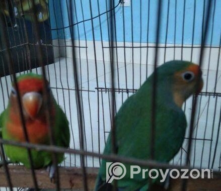 Love Bird For Sell