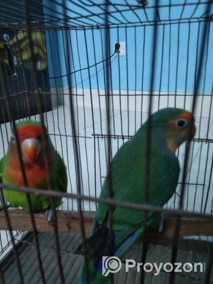 Love Bird For Sell