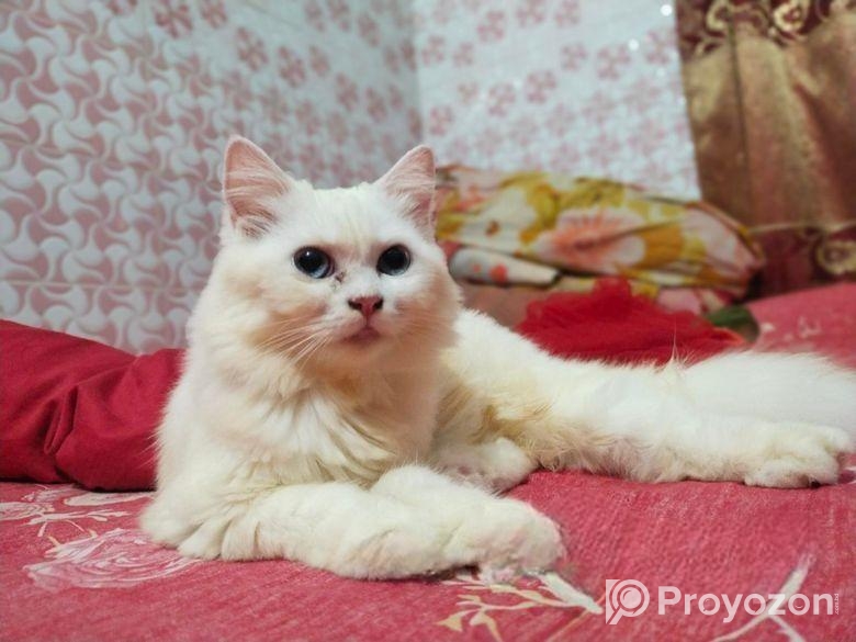 ব্লু আই পিওর বিট ডাবল কোডিং পারশিয়ান ফিমেল বয়স ৫+