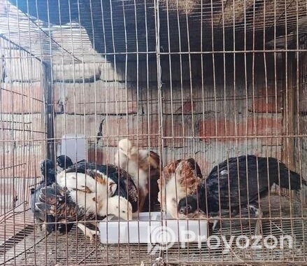 ফাইটার মুরগীর বাচ্চা বিক্রি হবে