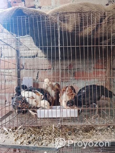 ফাইটার মুরগীর বাচ্চা বিক্রি হবে