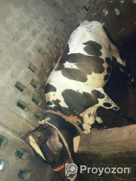 পিজিয়ান গবাদি পশু বিক্রি হবে