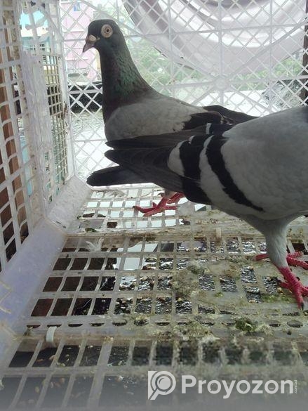 রেসার কবুতর বিক্রি করা হবে