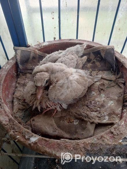 অস্ট্রেলিয়ান ঘুঘু পাখি