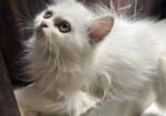 Parshiyan Cat (female )