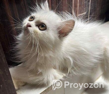 Parshiyan Cat (female )