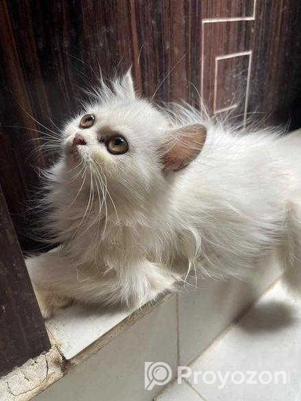 Parshiyan Cat (female )