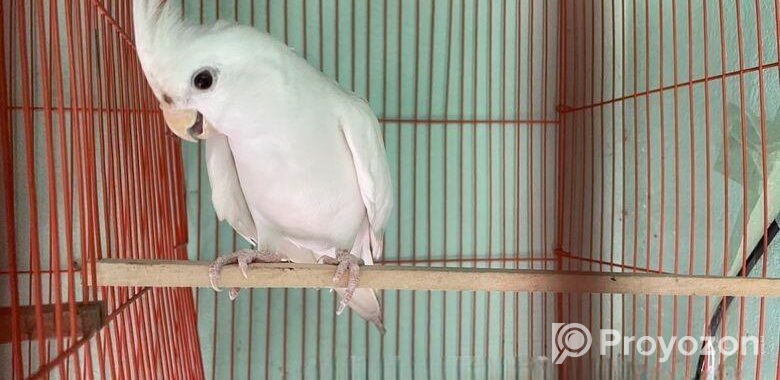 Albino Adult Male (1.5 Year)