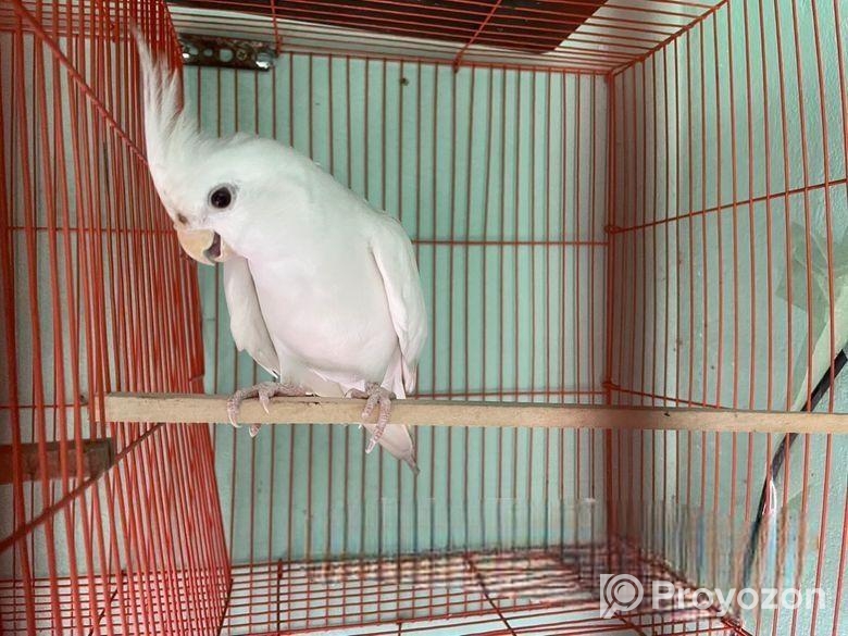 Albino Adult Male (1.5 Year)