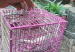 Budgerigar sell