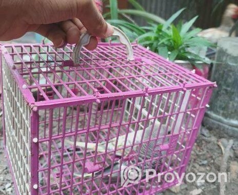 Budgerigar sell