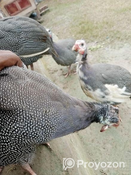 তীত পাখি বিক্রয় করা হবে